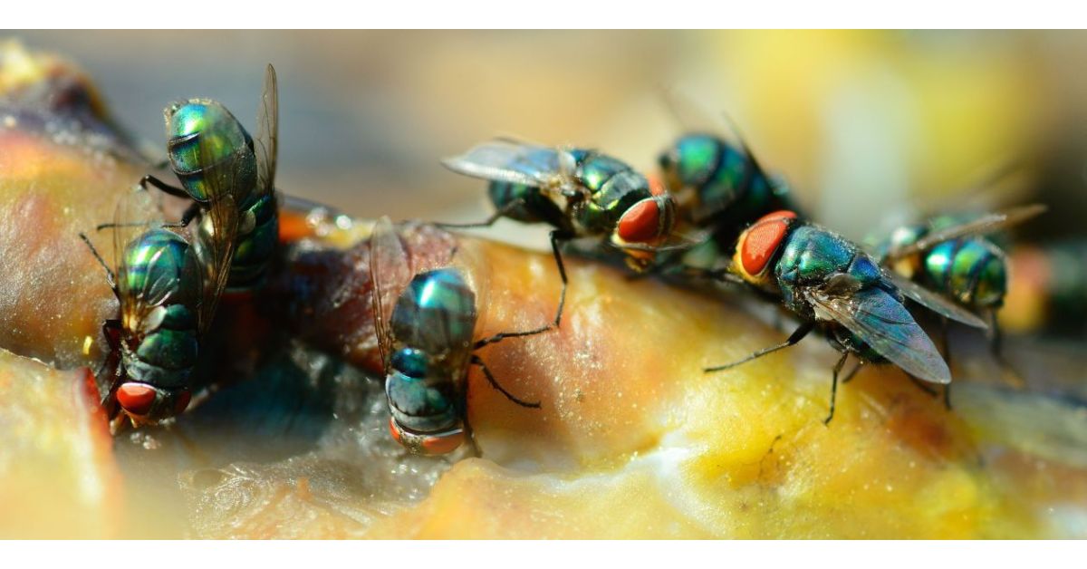 Fly Identification: Different Types Of Flies