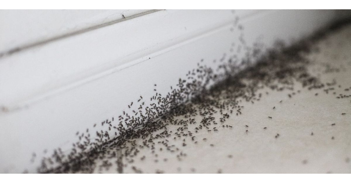 How Do I Know What Kind Of Ants I Have?