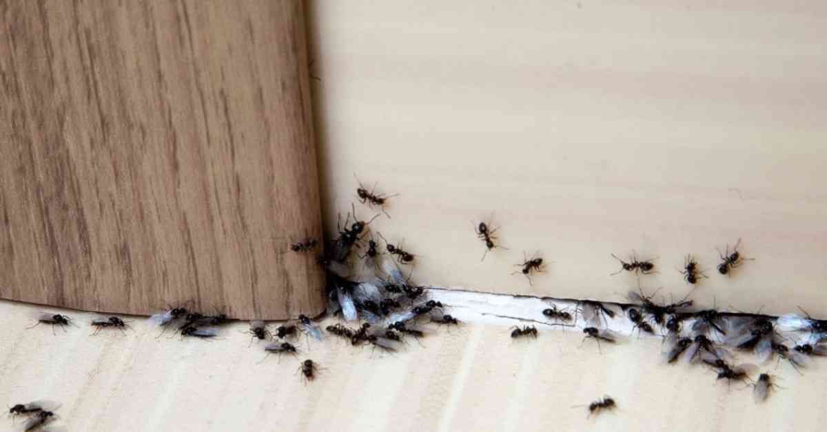 How to Get Rid of Ants in 4 Easy Steps