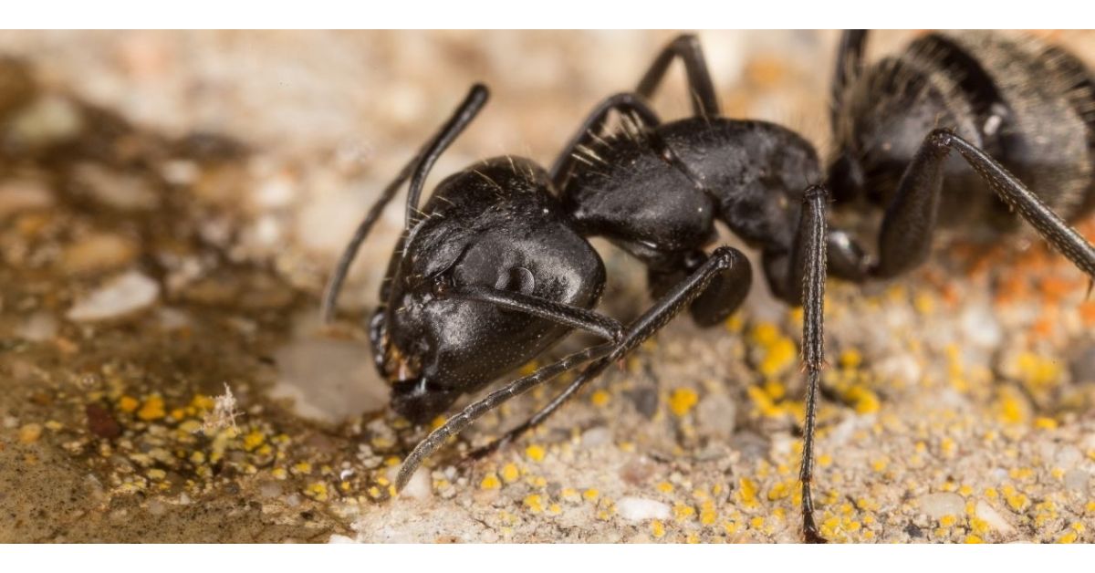How To Get Rid Of Carpenter Ants - Featured
