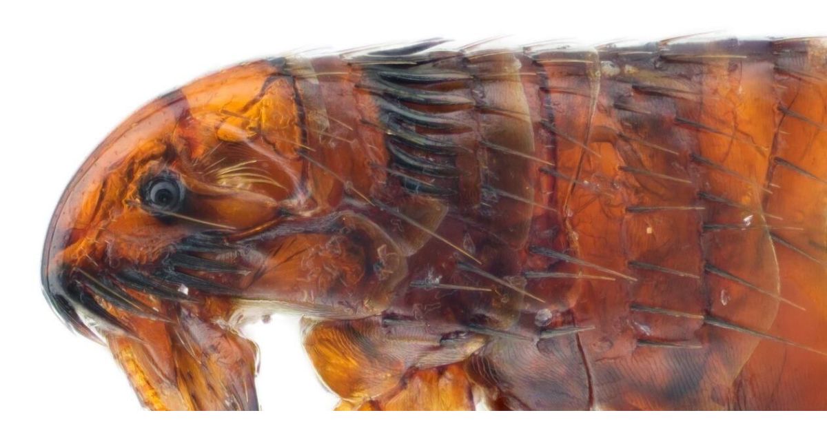 Learn How To Get Rid Of Fleas In Your House By Inspecting, Removing, And Preventing