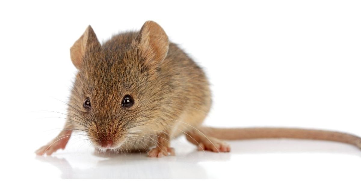 How To Get Rid Of Mice Naturally