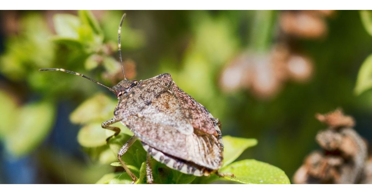 How To Get Rid Of Stink Bugs In 4 Easy Steps
