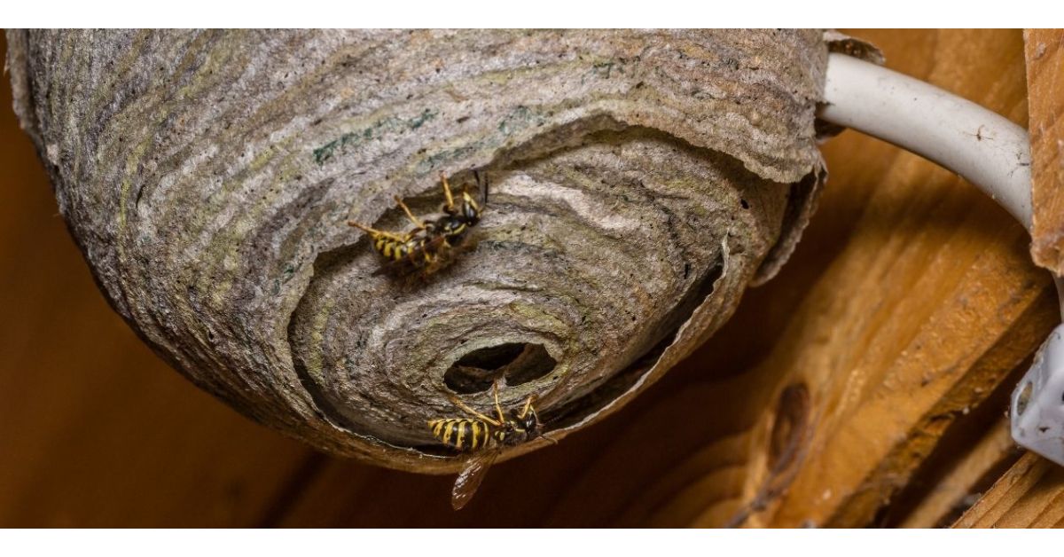How To Get Rid Of Wasps Around The House