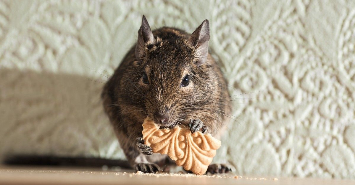 Integrated Pest Management for Rodents - blog featured image.