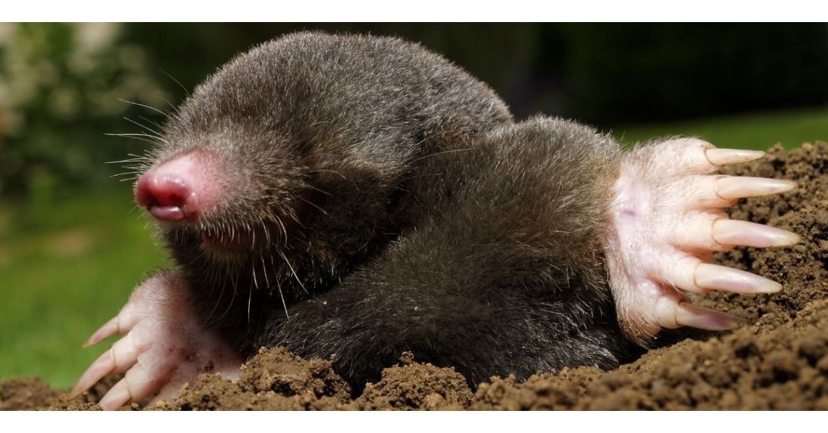 What Is The Fastest Way To Get Rid Of Moles?
