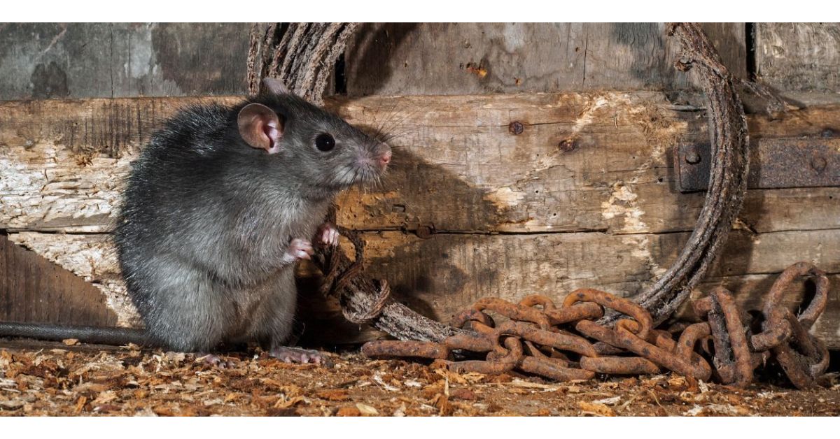 How to Get Rid of Rats in Walls & Ceilings