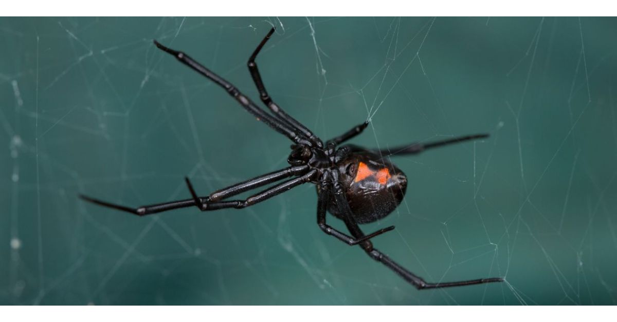 What Attracts Black Widow Spiders?