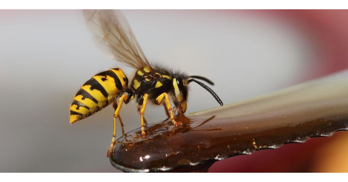 What Is the Best Killer for Yellow Jackets?