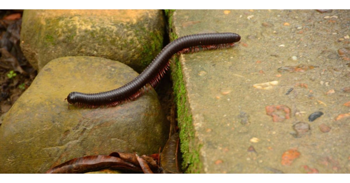What Is The Fastest Way To Get Rid Of Millipedes?