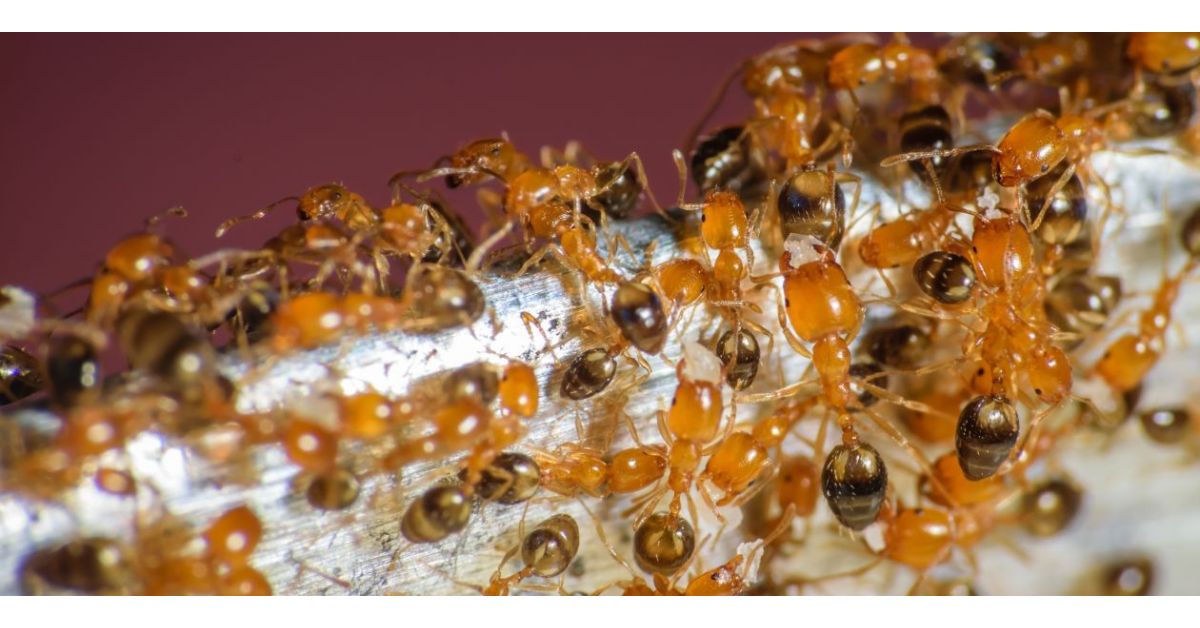 What Is the Best Ant Killer For Pharaoh Ants?