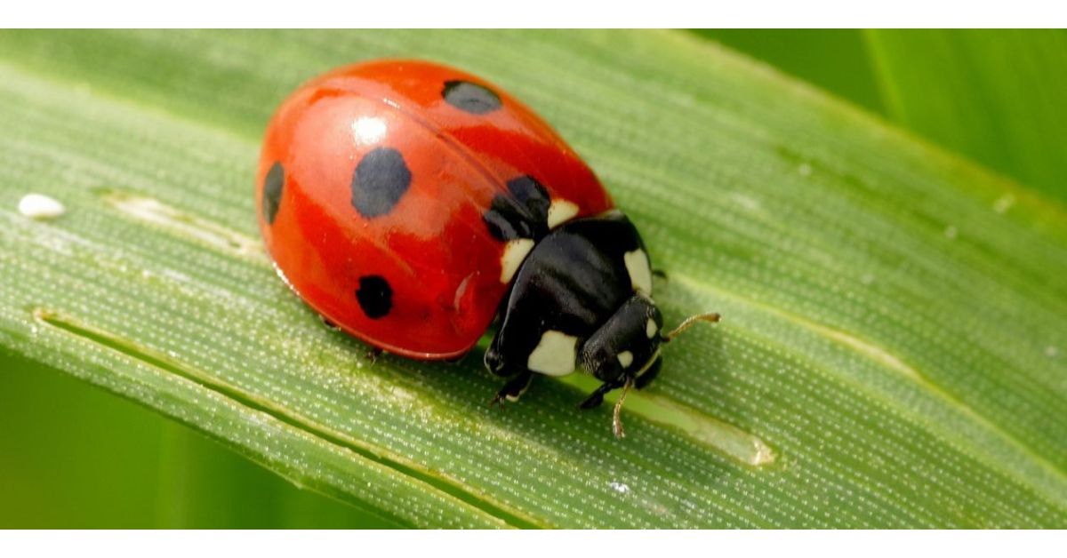 What Will Make Ladybugs Go Away?