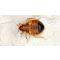 What Do Bed Bugs Look Like - A Comprehensive Guide