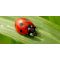 What Will Make Ladybugs Go Away?