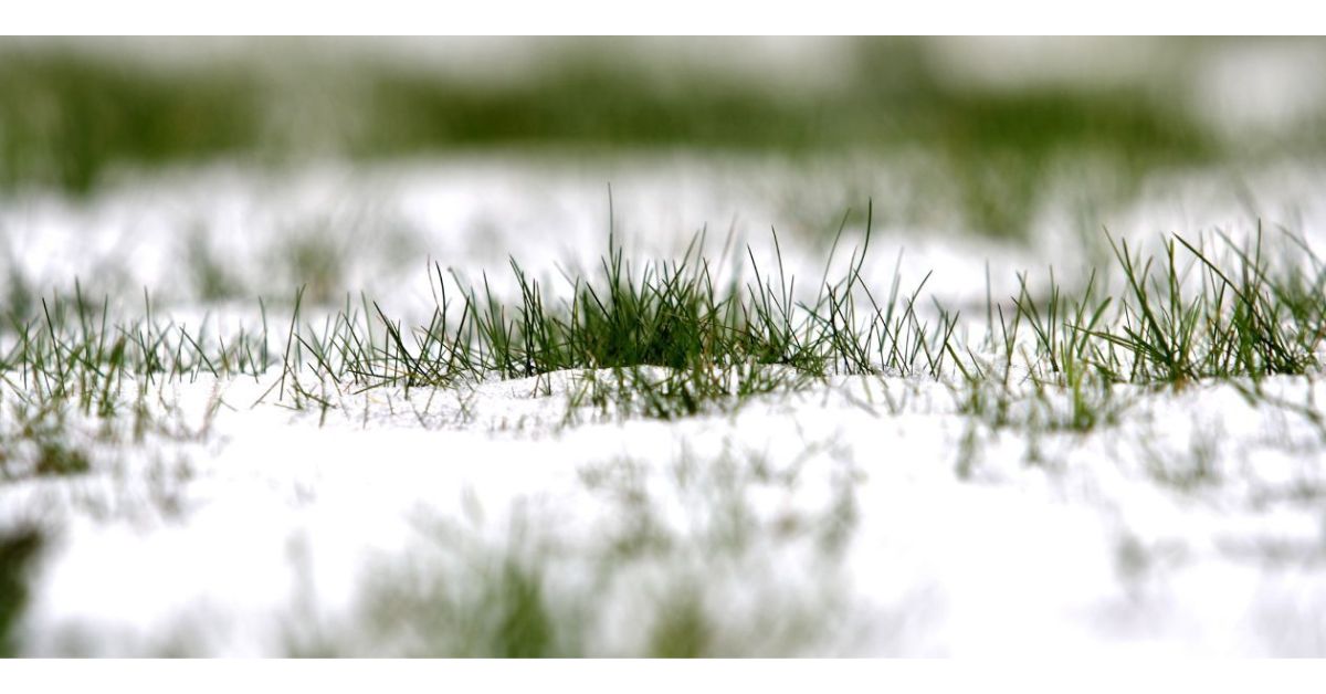 Winter Lawn Care Tips: 5 Ways To Protect Your Lawn