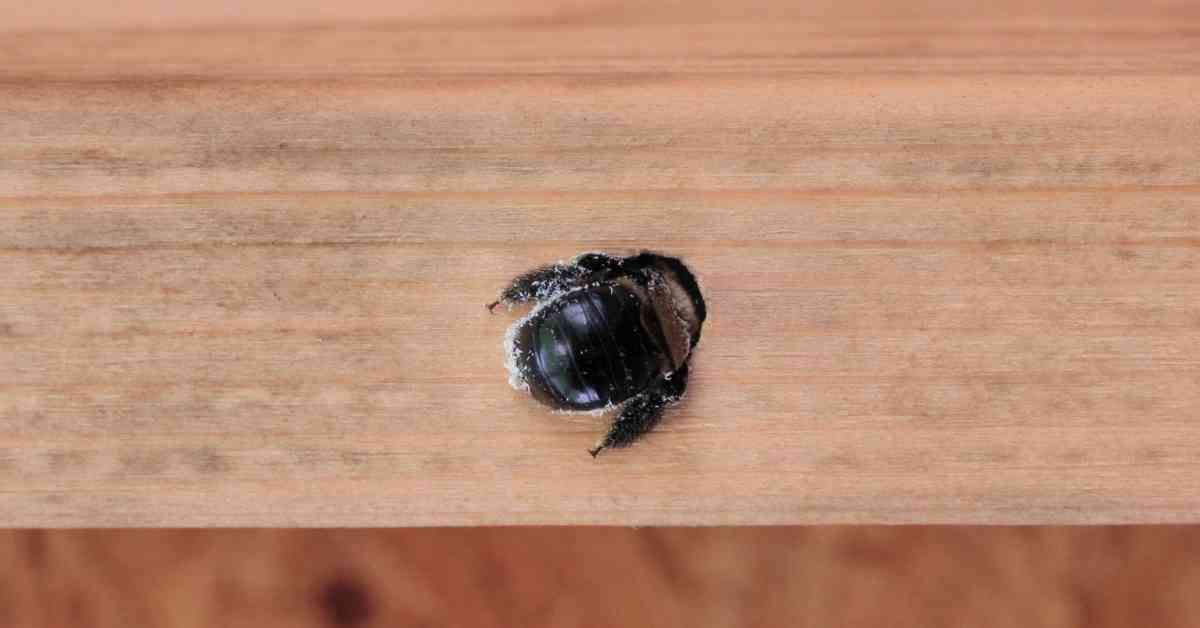 How to get rid of carpenter bees in 3 easy steps