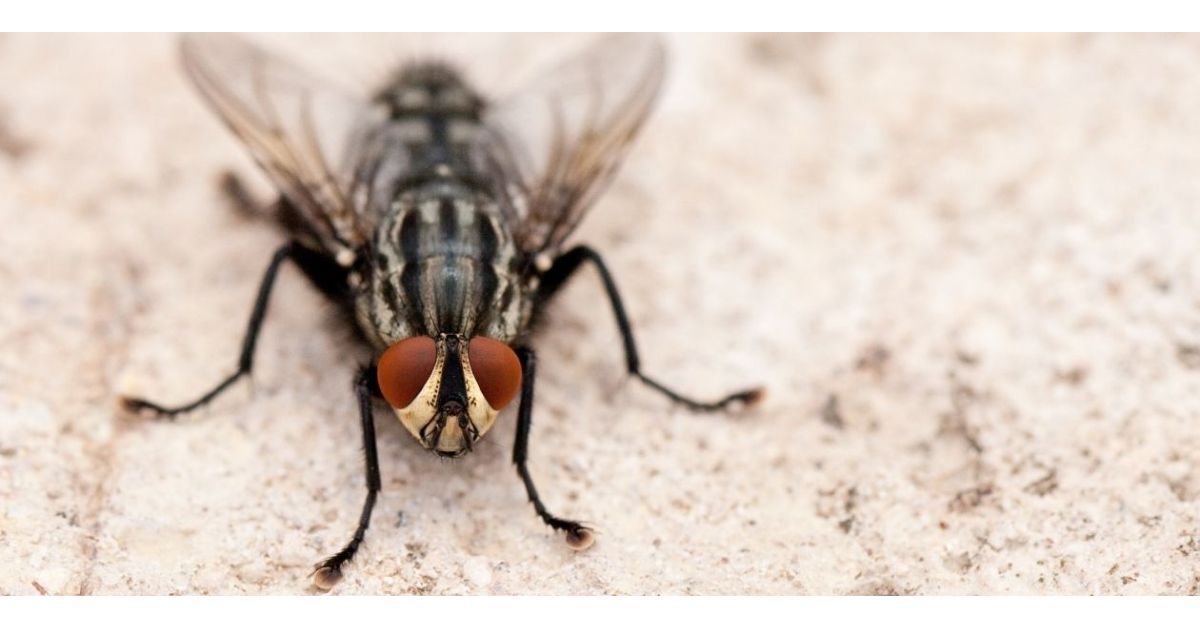 How To Get Rid Of Flies In 3 Simple Steps