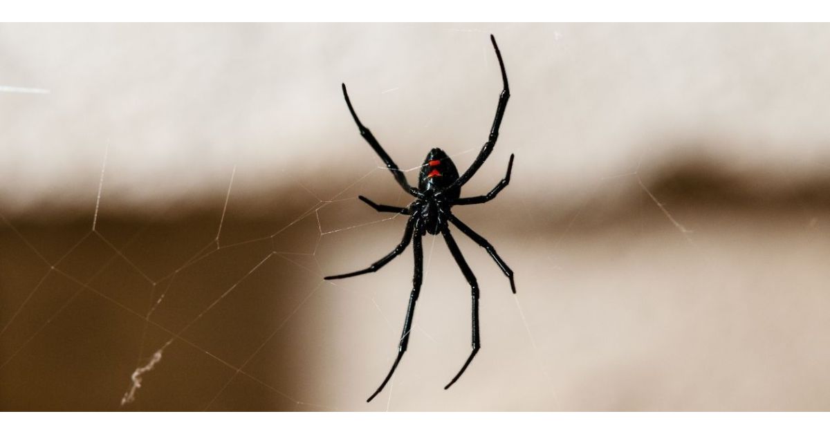 How To Get Rid Of Spiders Naturally?