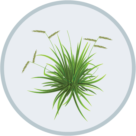 Dallisgrass