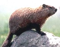 Woodchuck (Groundhog) Control