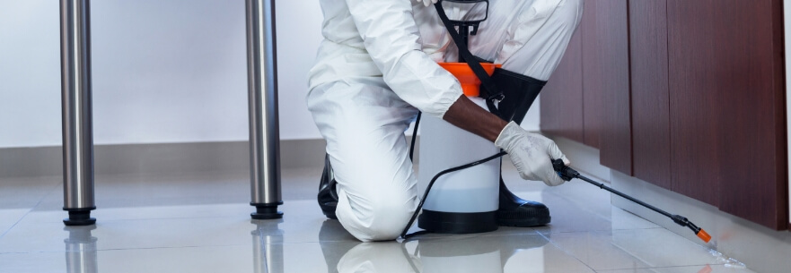 An image of a person spraying insecticide to kill stink bugs. 