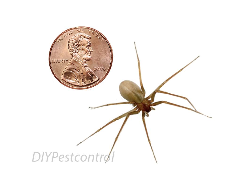 Brown recluse with penny