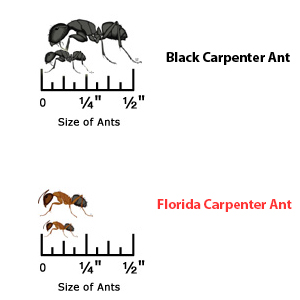 Small Ants to the larger Carpenter Ant