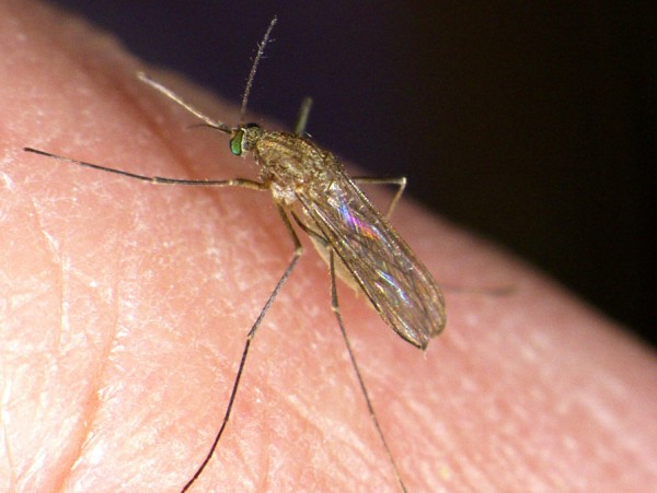 An image of a Northern House Mosquito resting on human skin.
