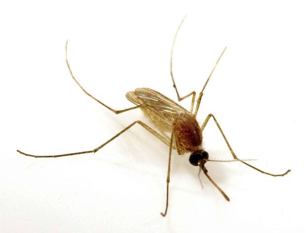 An image of a Southern House Mosquito resting on a white surface.