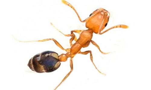 Pharaoh Ant - How to Get Rid of Pissants in the Kitchen