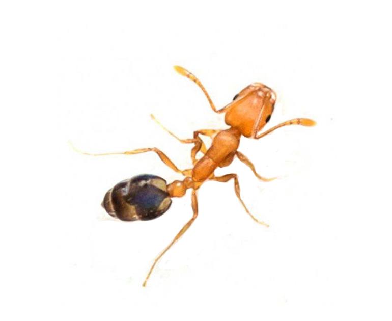 Pharoah ant
