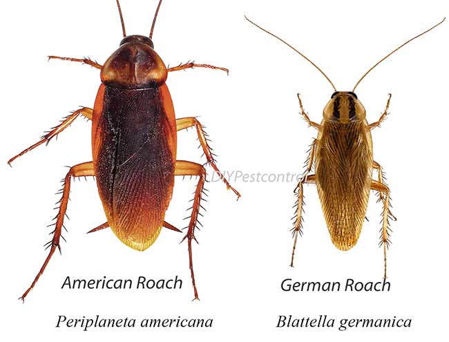 How To Get Rid of Roaches | Do-It-Yourself Pest Control
