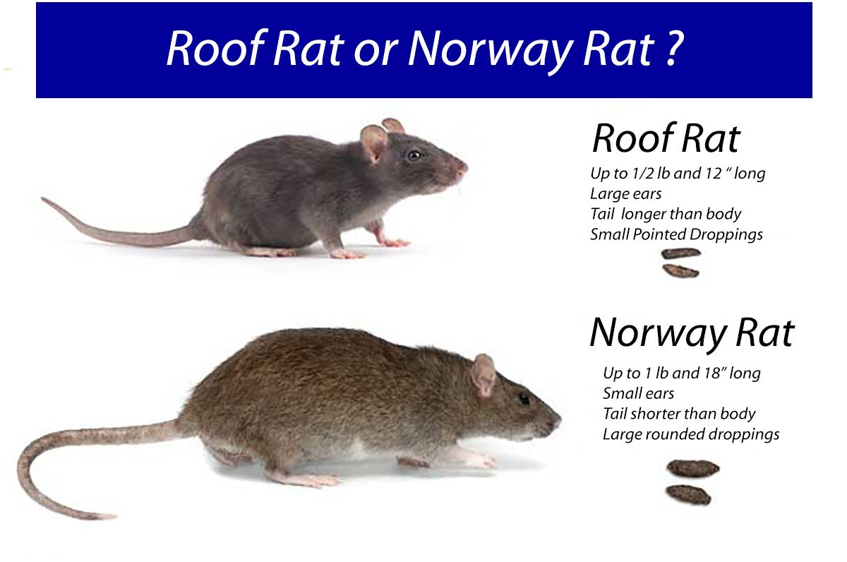 Roof Rat and Norway Rat Descriptions