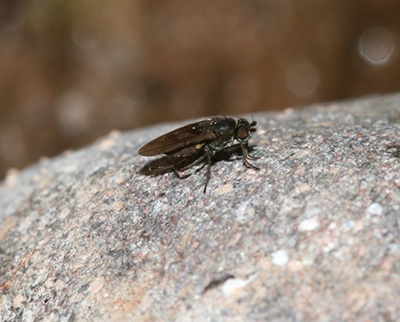 Sphaerocierid Fly
