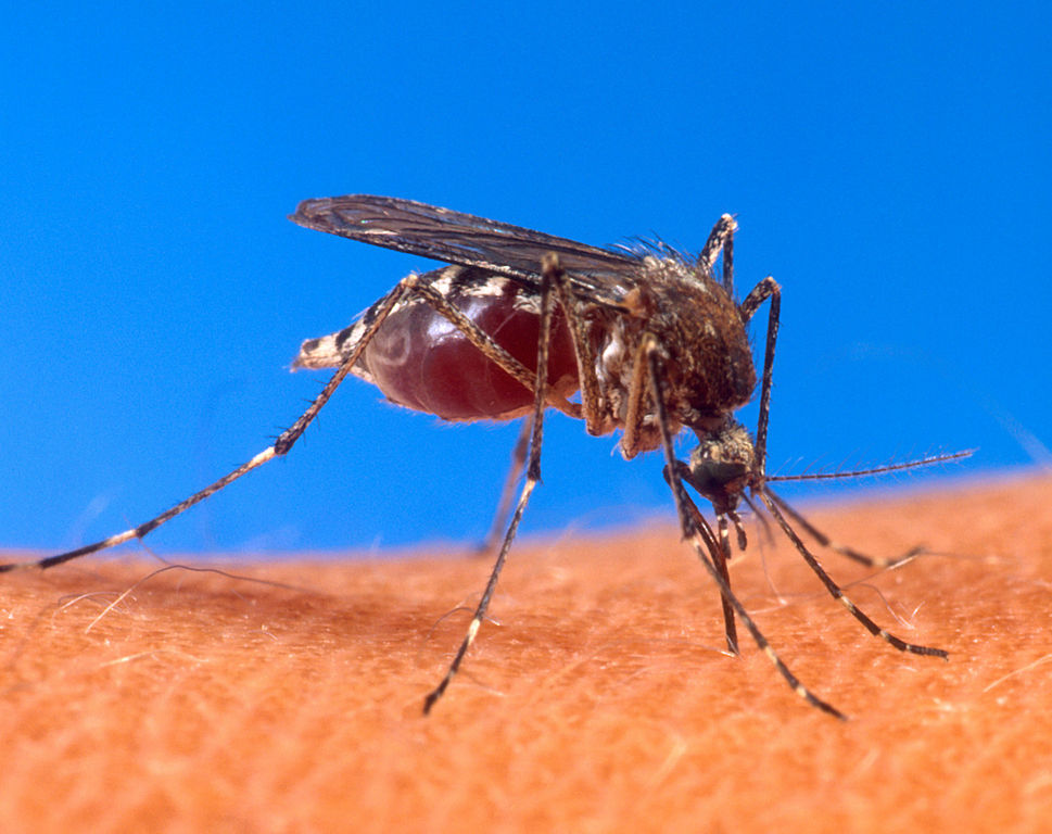 An image of a Yellow Fever Mosquito biting a human's skin.