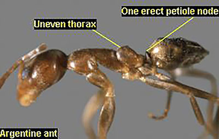 Argentine Ant Identification
