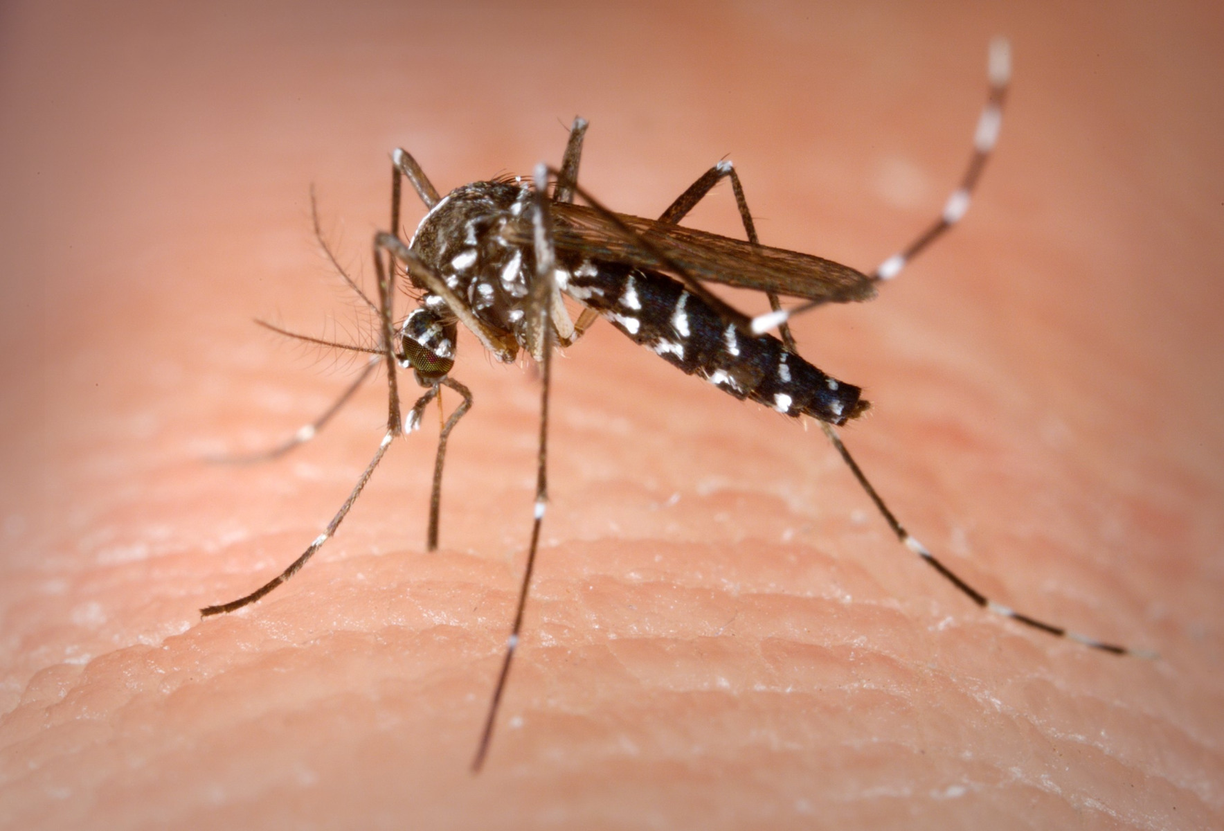 An image of the Asian Tiger Mosquito biting a human.