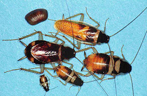 Brown Banded Roaches