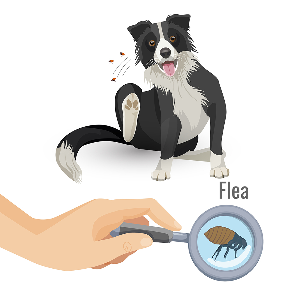 flea cycle on dog