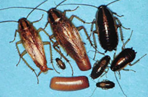 German Roaches