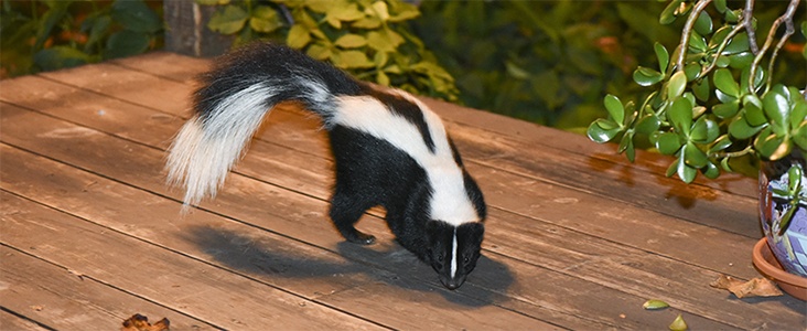 Skunk Control And Trapping Skunks