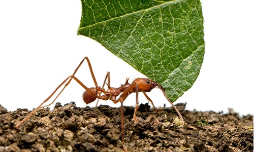 Leaf Cutter Ants