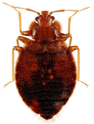 male bedbug