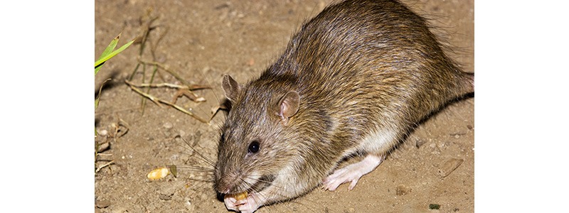 How To Get Rid Of Norway Rats | Do-It-Yourself Pest Control