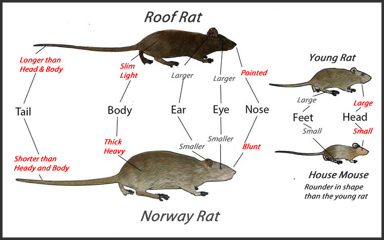 Rats mice comparison