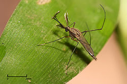 An image of white-dotted mosquito resting on a large green leaf.