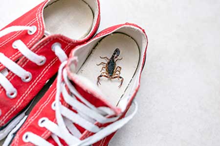Scorpion in shoe