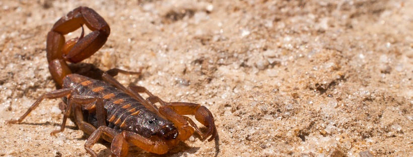 Scorpion Control and How to Get Rid of Scorpions