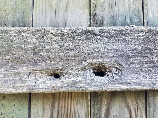Carpenter Bee Holes