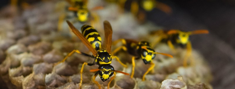 How To Get Rid of Wasps and Hornets